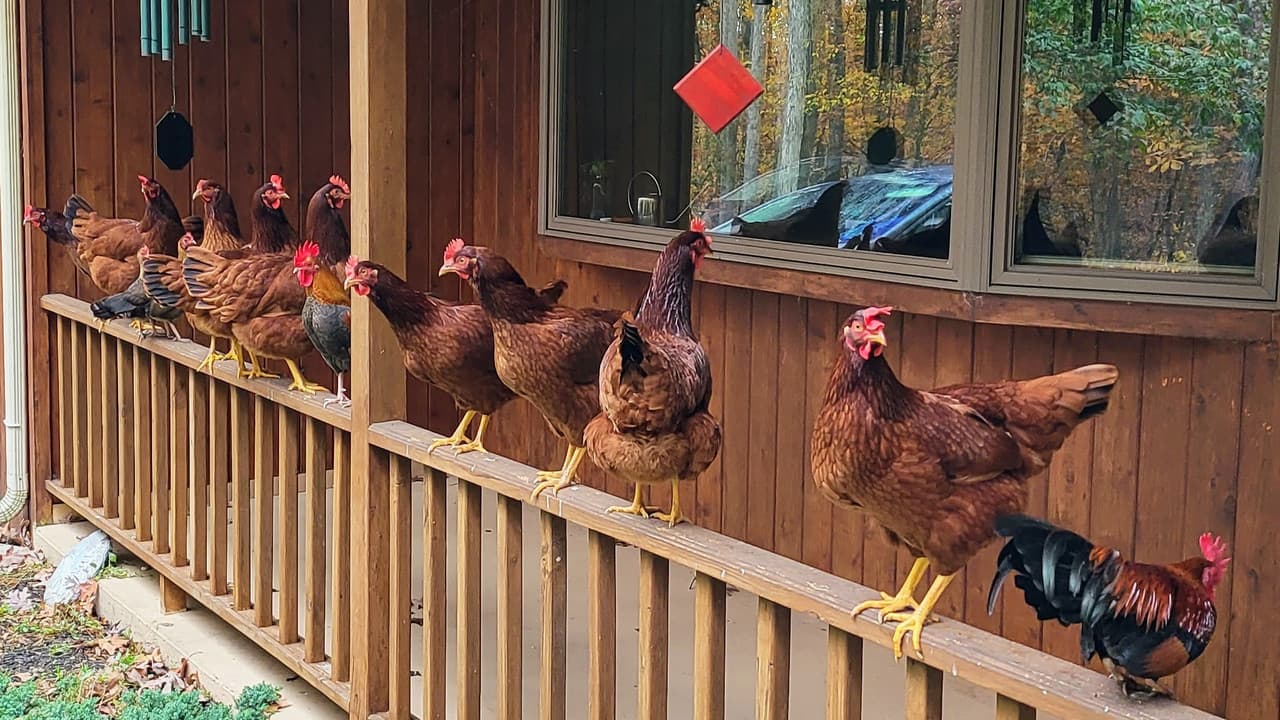 rail chickens